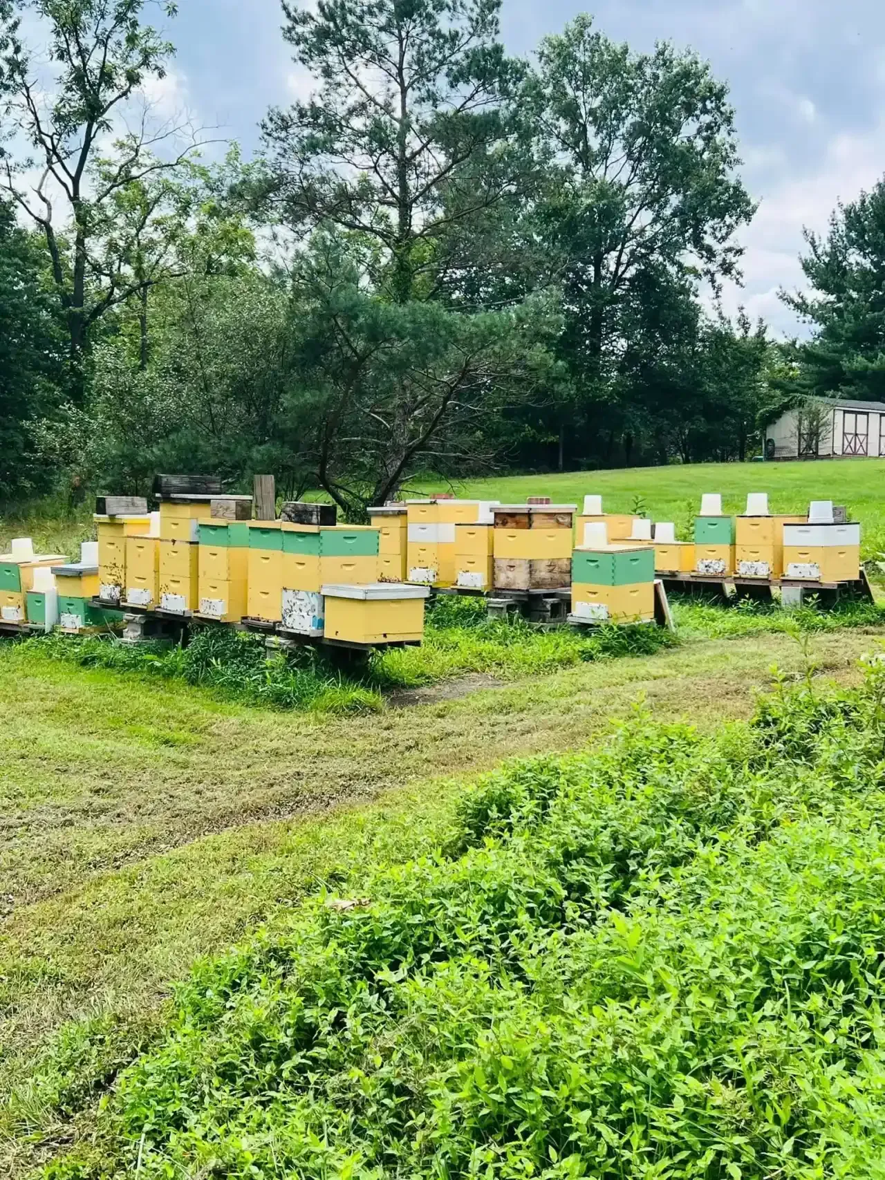 The Apiary Yard