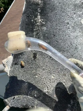 Roof Bee Removal in Reading