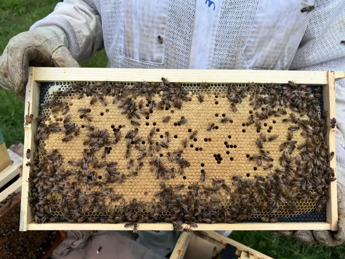 Brood Frame Inspection