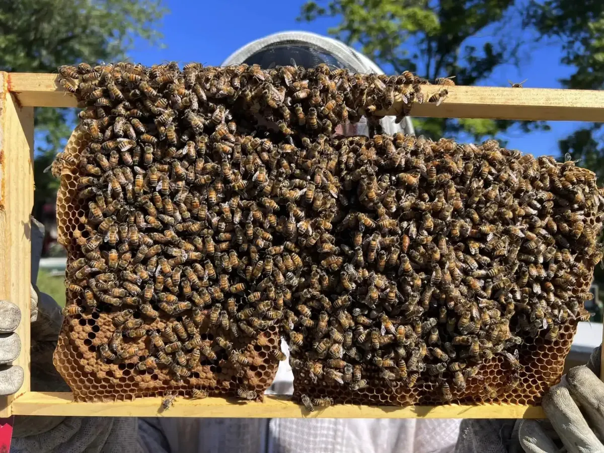 Swarm on Frame