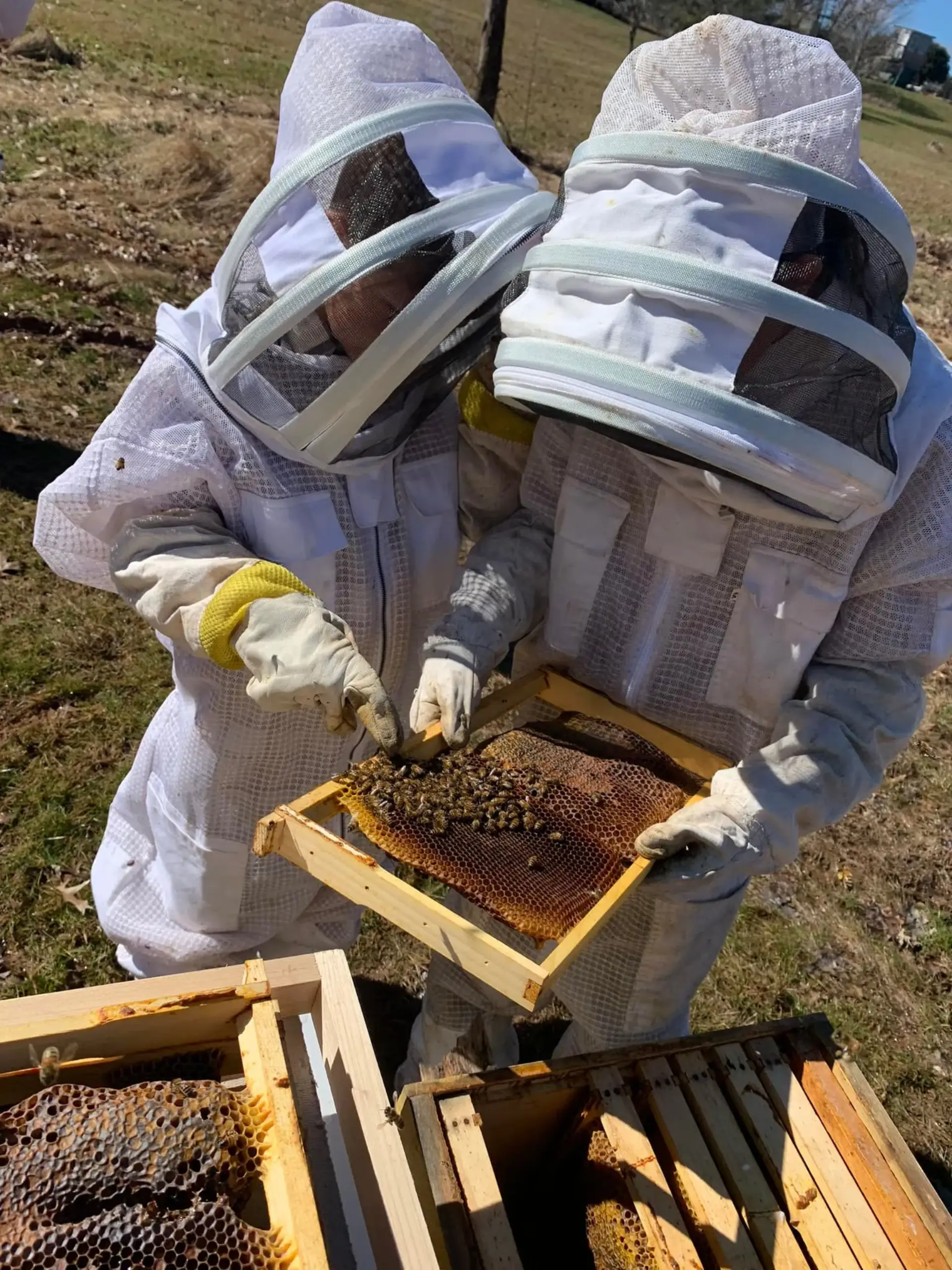 Live Bee Removal