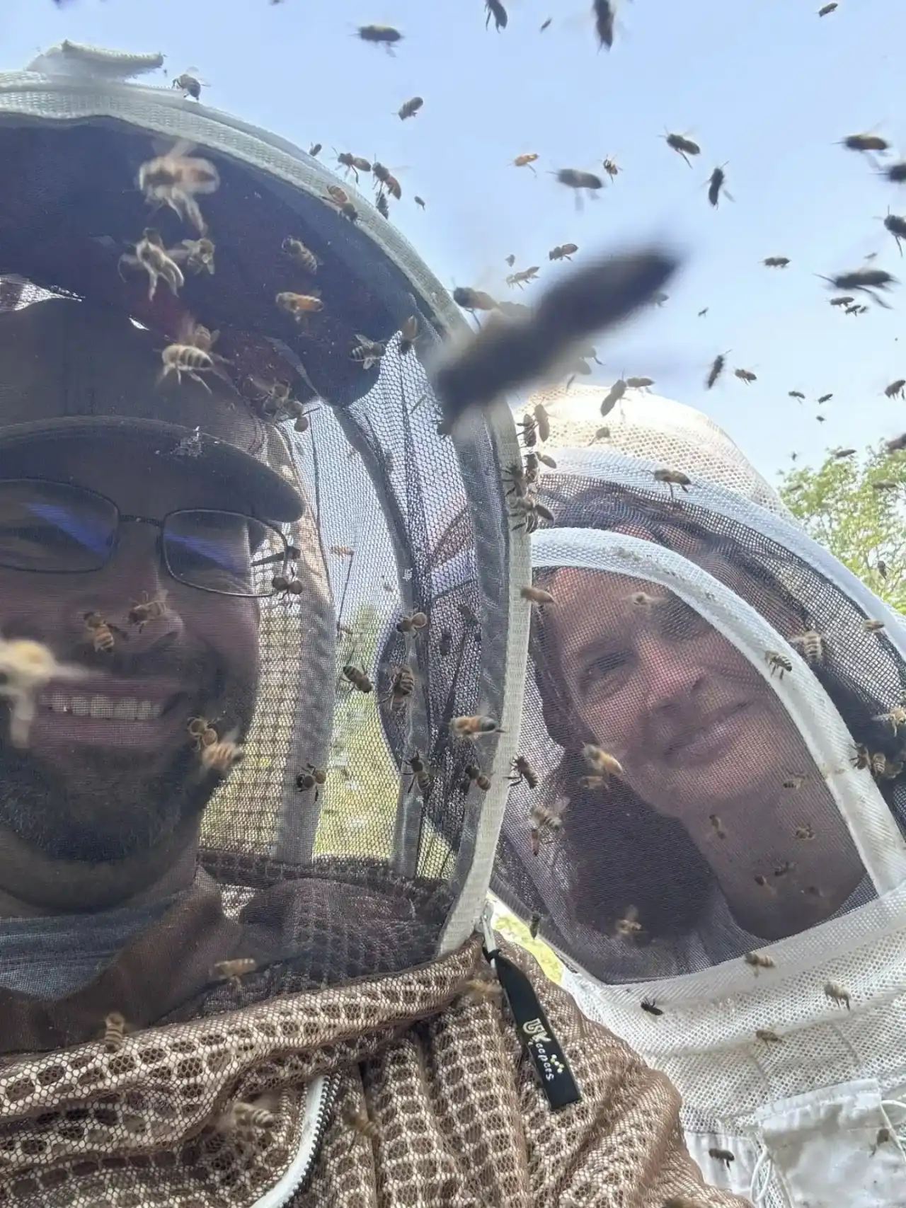 Live Bee Removal