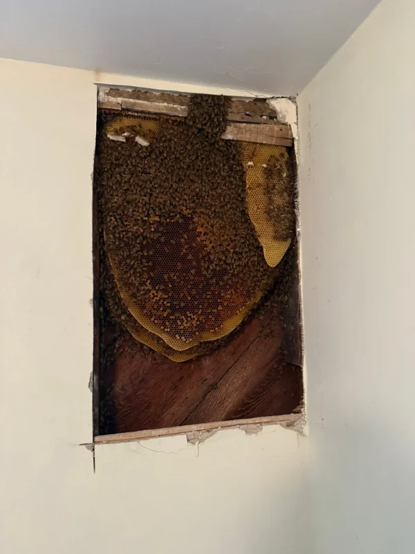 Honeycomb Removal Transformation — before
