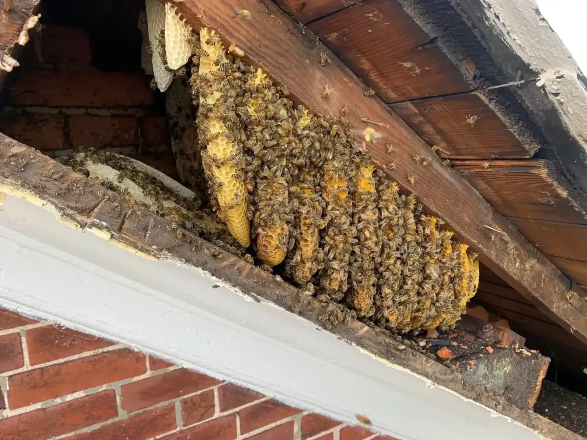 Exposed Comb in Eave