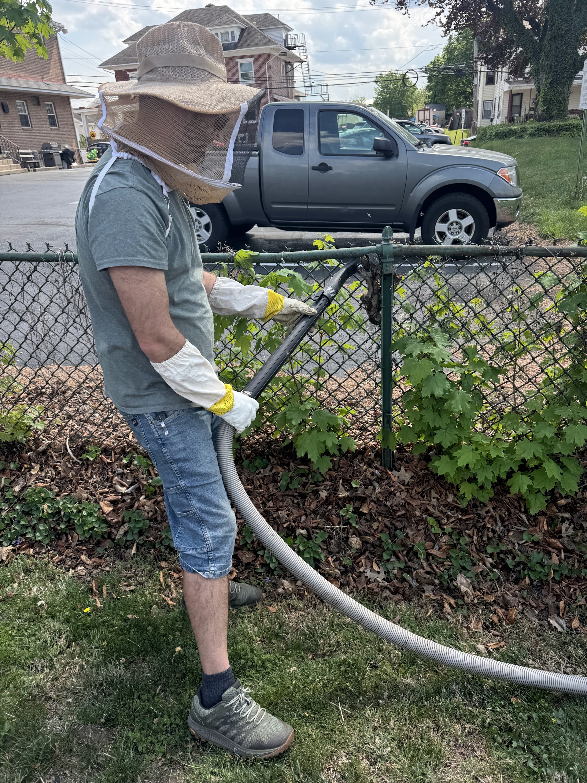 Live Bee Removal
