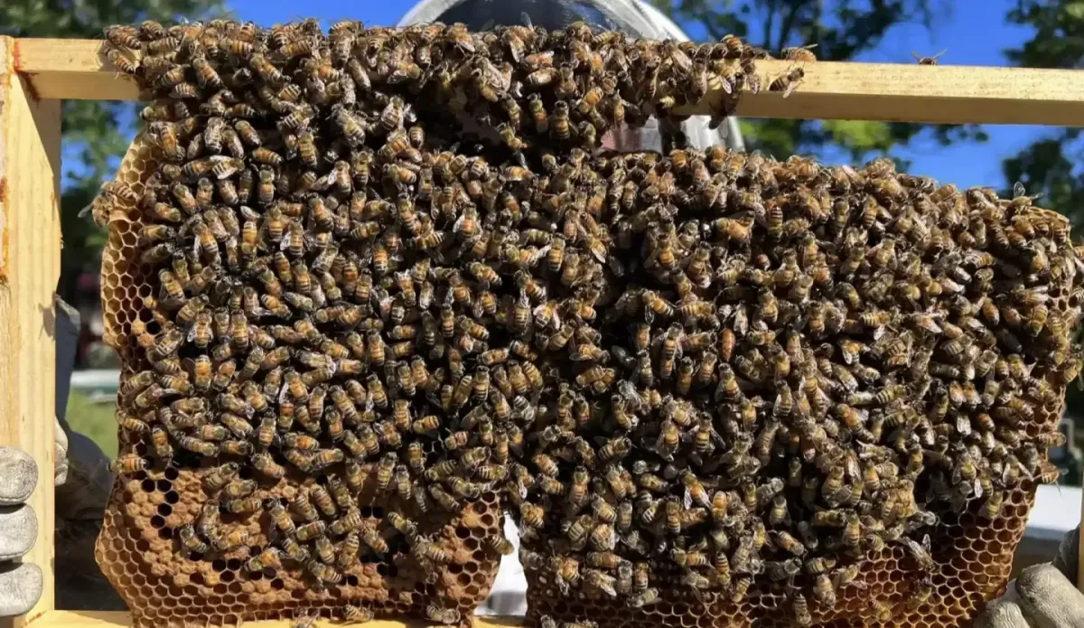 Honeycomb Removal