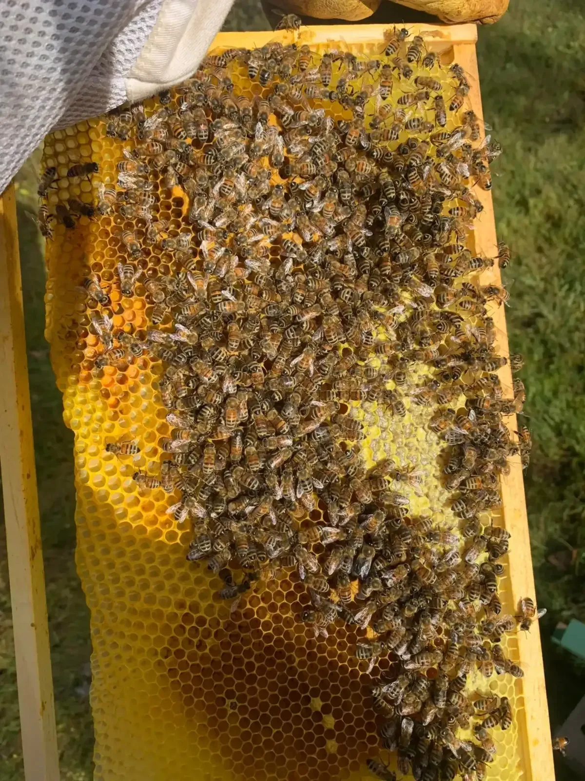 Healthy Comb Frame