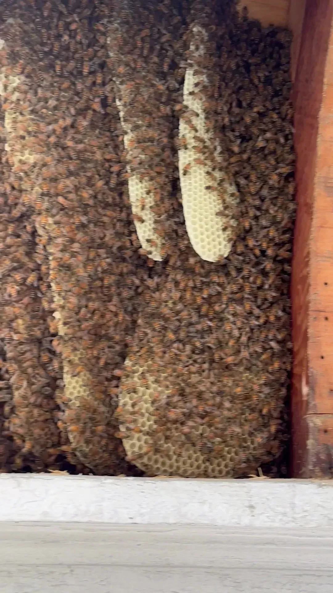 Comb in Wall Void