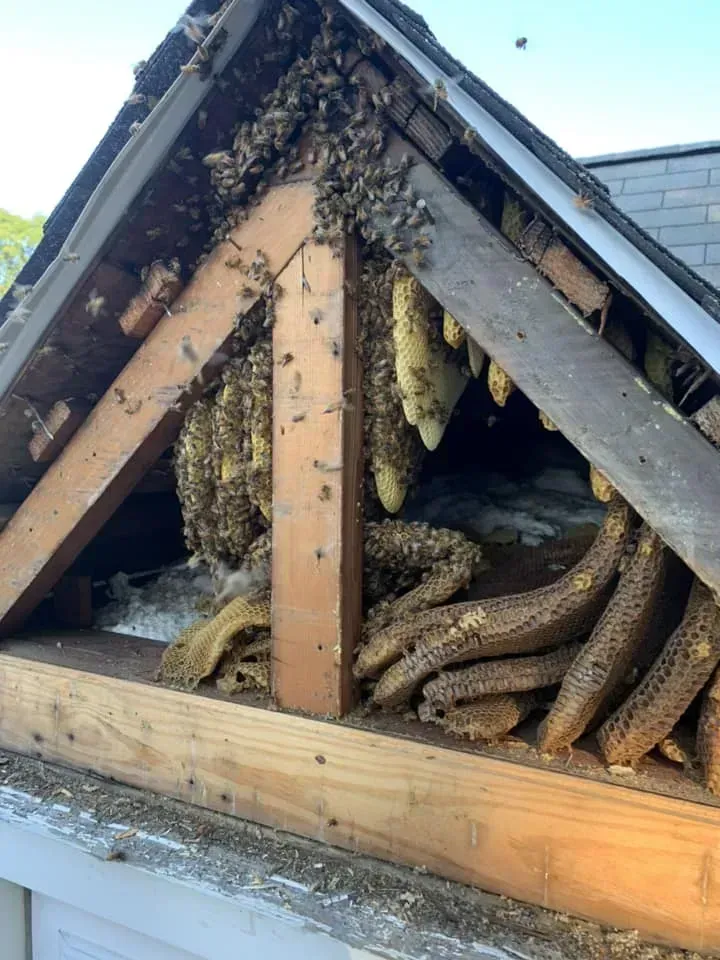 Attic Colony
