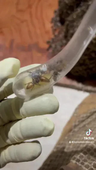 Queen Capture