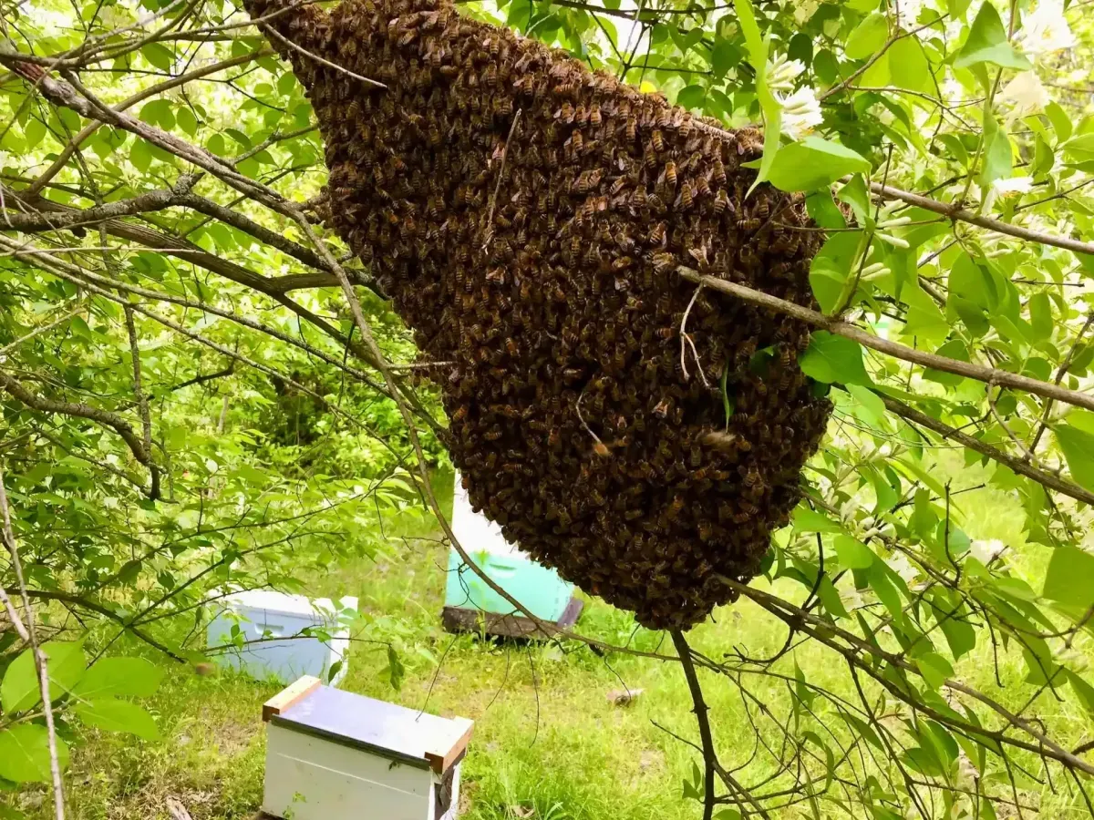Swarm Cluster