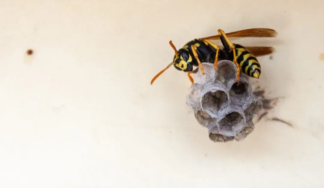 Wasp & Hornet Removal